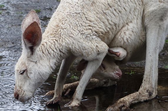 Un canguro femmina con il cucciolo nel marsupio