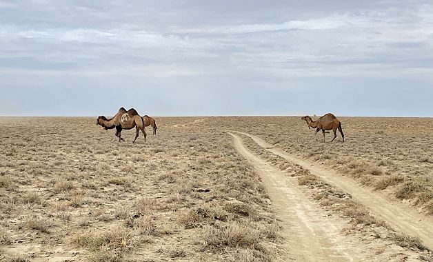 Cammelli nel deserto del Mangystau - foto Blue Lama
